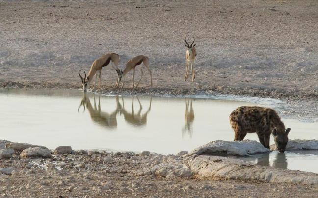 Una hiena y varias gacelas en el parque nacional de Etosha, situado en el norte de Namibia, en una foto de archivo.
