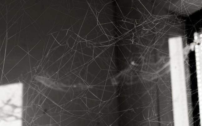Las telarañas generan incomodidad en el hogar.