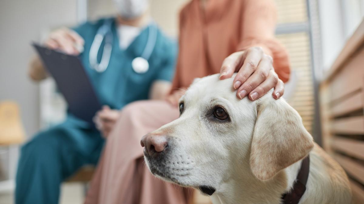 Un veterinario informa a la propietaria de un perro de raza labrador.