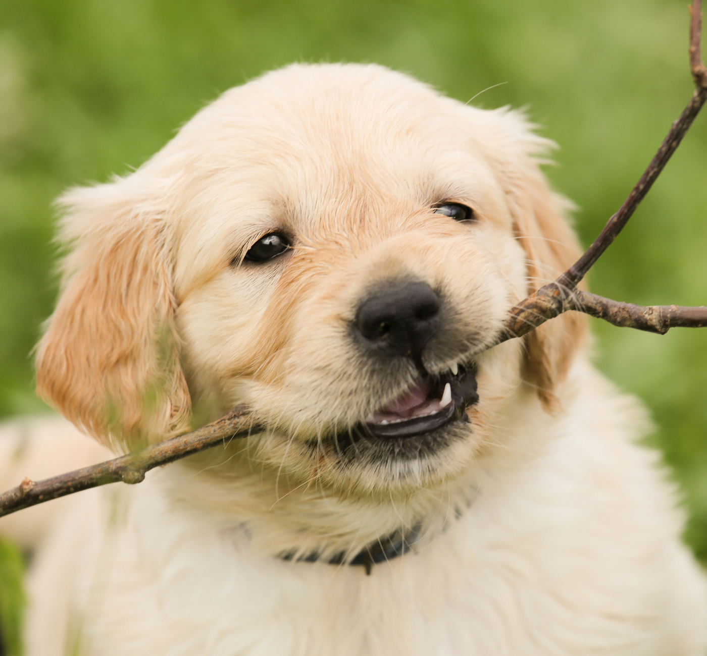 Ley Bienestar Animal