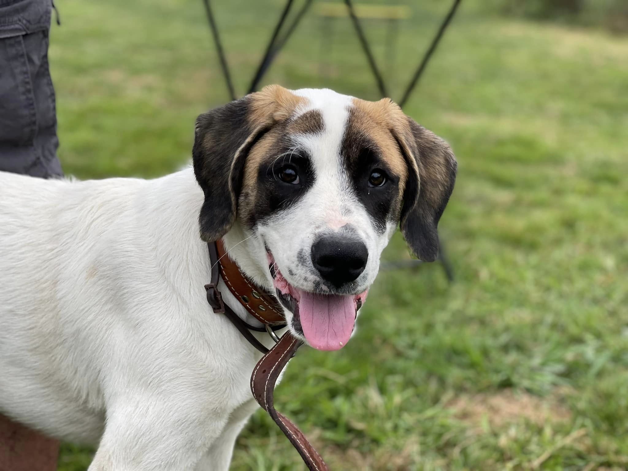 cachorro socializacion