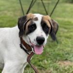 cachorro socializacion