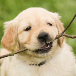 Ley Bienestar Animal