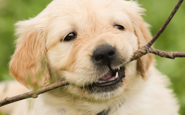 Ley Bienestar Animal