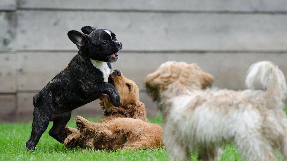 Cachorros juegan juntos en el parque. Freepik
