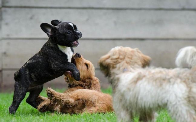 Cachorros juegan juntos en el parque. Freepik