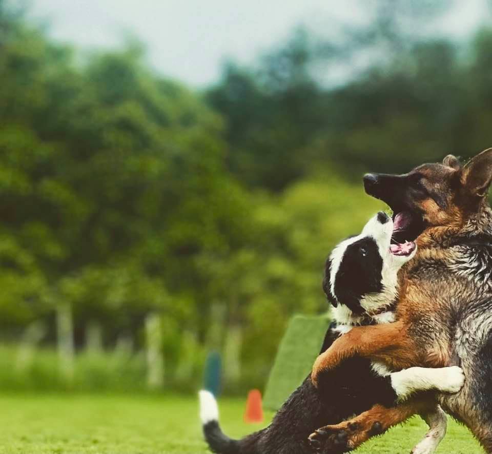 problemas piel perro