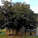 La Encina de Artziniega