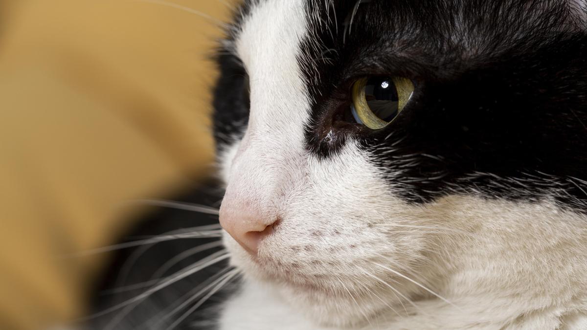 Primer plano de un gato blanco y negro de pelo corto.
