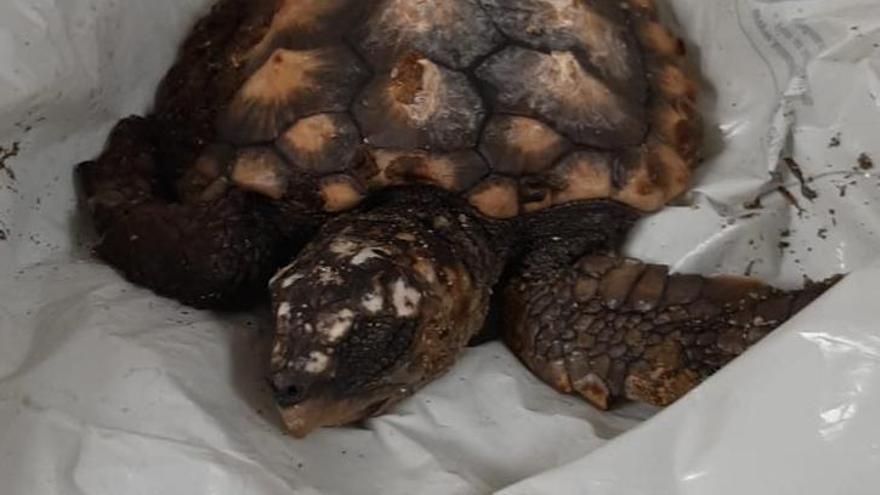 El periplo de una pequeña 'tortuga Boba': de una comisaria de la Ertzaintza al Aquarium de Donostia.