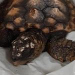 El periplo de una pequeña 'tortuga Boba': de una comisaria de la Ertzaintza al Aquarium de Donostia.