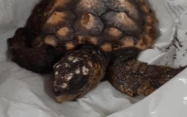 El periplo de una pequeña 'tortuga Boba': de una comisaria de la Ertzaintza al Aquarium de Donostia. / X El periplo de una pequeña 'tortuga Boba': de una comisaria de la Ertzaintza al Aquarium de Donostia.