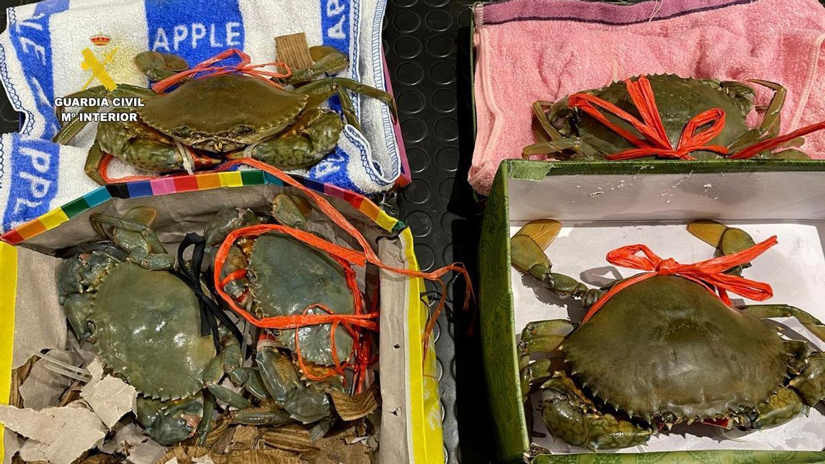 Imagen de los cangrejos intervenidos en la maleta de una pasajera china en el aeropuerto de Bilbao. Guardia Civil 