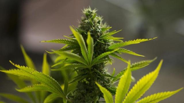 Planta Cannabis