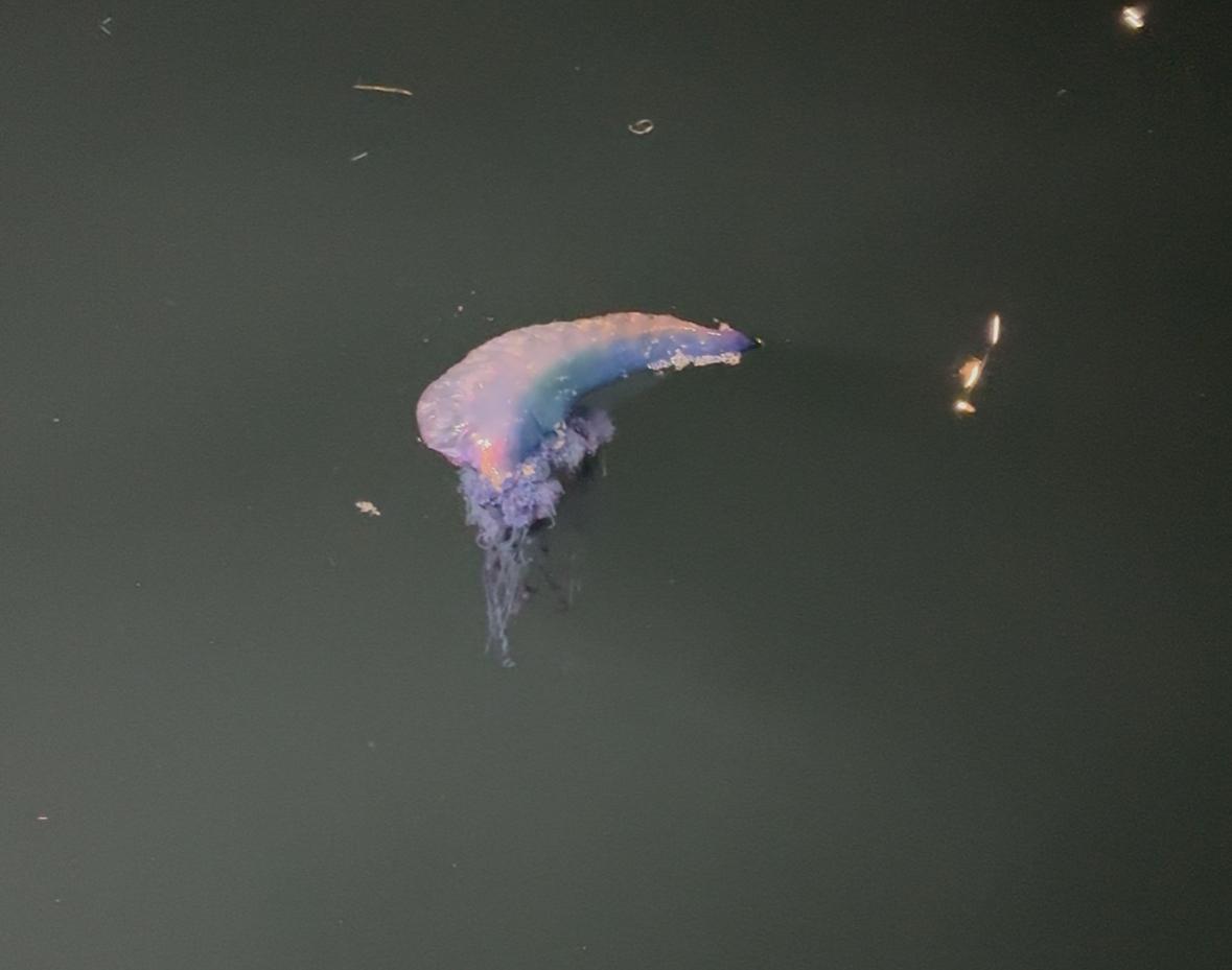 Carabela portuguesa flotando en aguas de Castro | Imanol Vilella