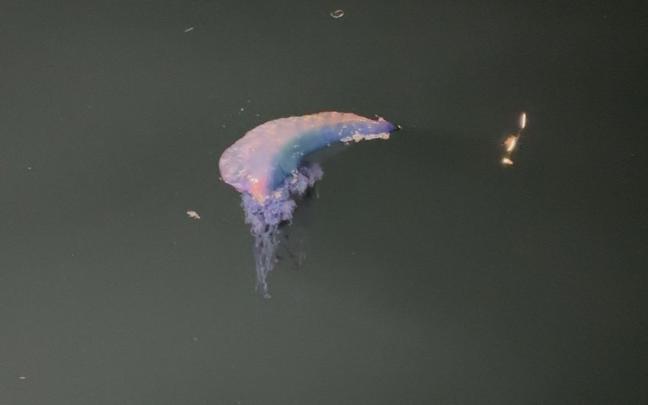 Carabela portuguesa flotando en aguas de Castro | Imanol Vilella