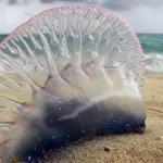 Imagen de una carabela portuguesa