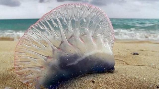 Imagen de una carabela portuguesa Imagen de una carabela portuguesa