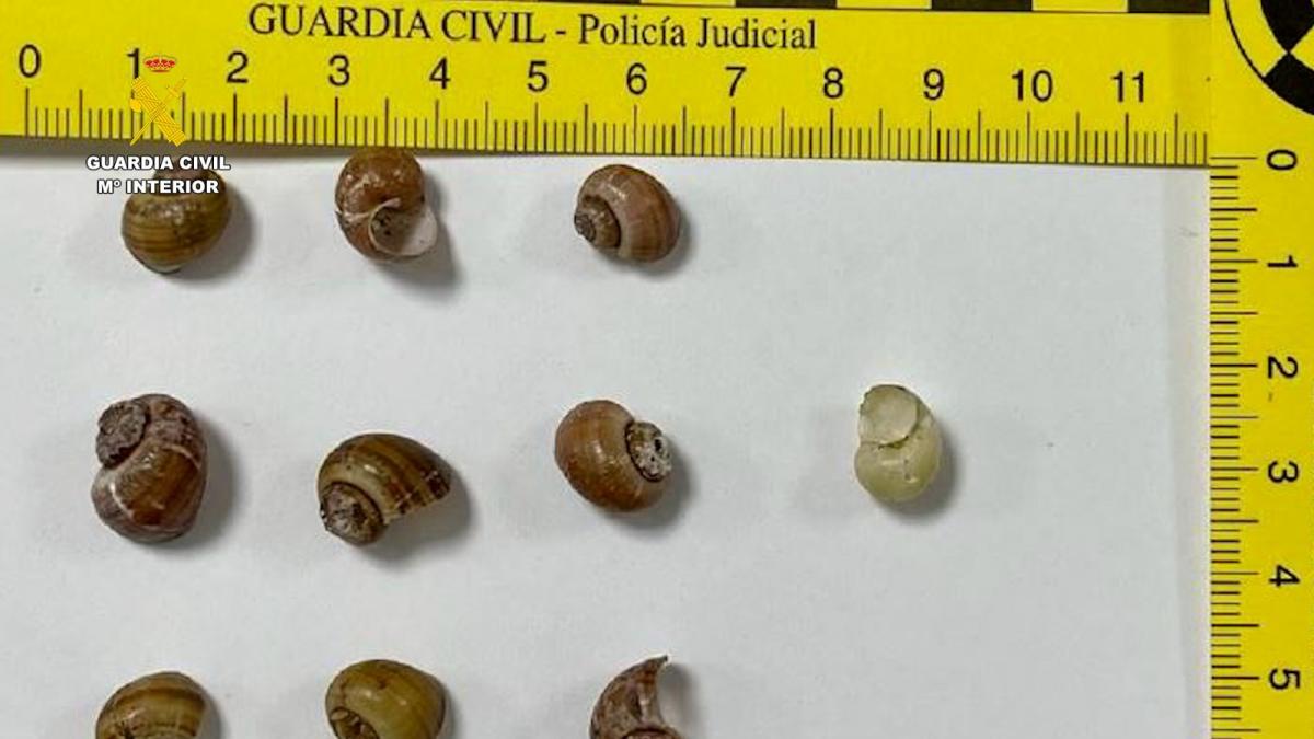 Se trata de una especie invasora considerada muy perjudicial para la flora. | Ministerio del Interior.