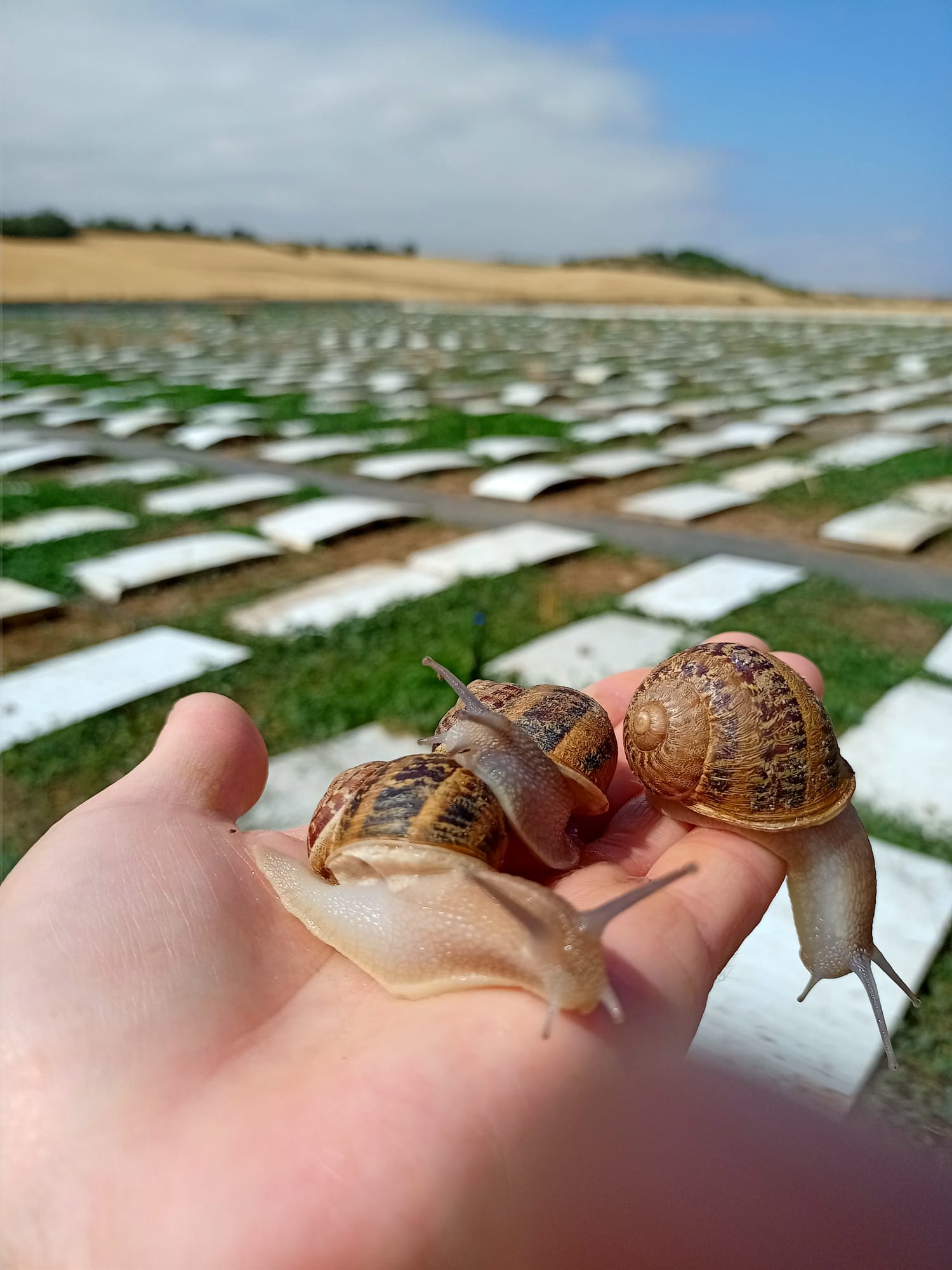 Caracoles Valle del Tirón