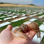 Caracoles Valle del Tirón