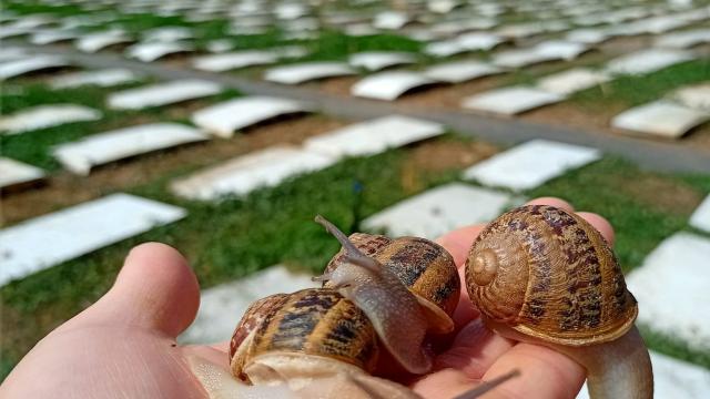 Caracoles Valle del Tirón