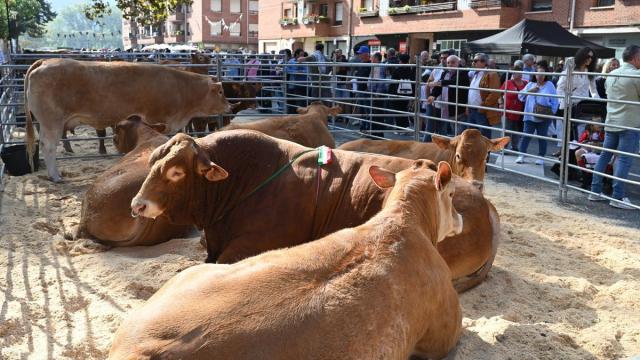 La feria de Gangas Eguna de Zalla ha batido su récord en el apartado ganadero, con 29 participantes.