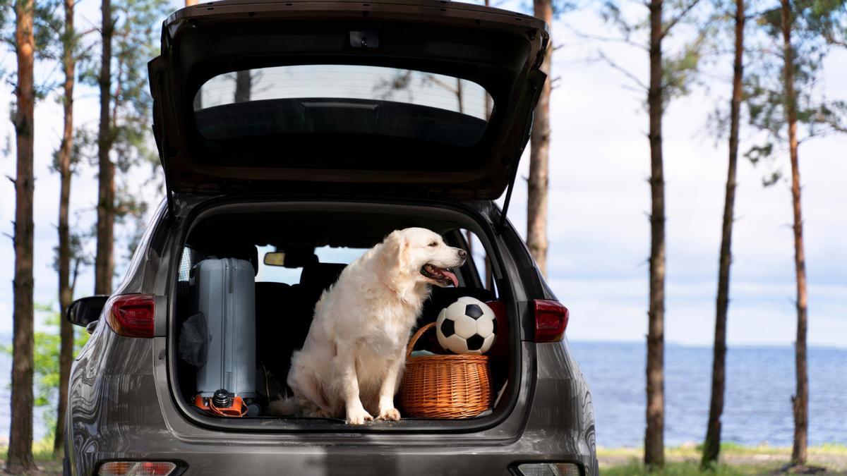 Ir de vacaciones con las mascotas es cada vez más usual.