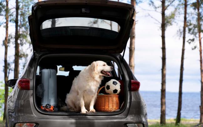 Ir de vacaciones con las mascotas es cada vez más usual.