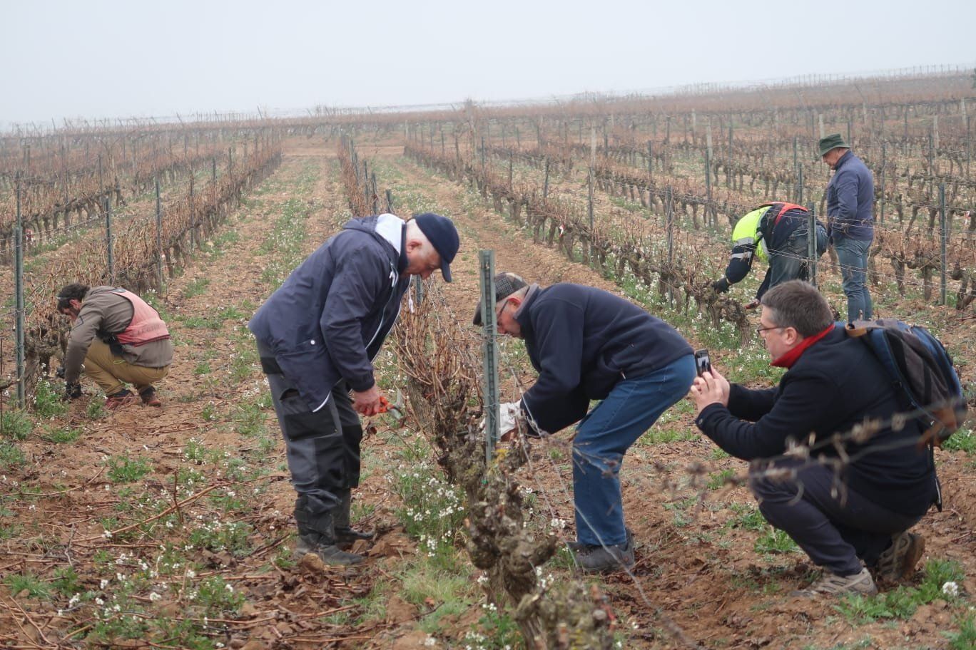 Participantes en el concurso de poda de viñedos entre vecinos de Elciego y Cussac Fort Mèdoc como acto de hermanamiento entre ambas localidades.