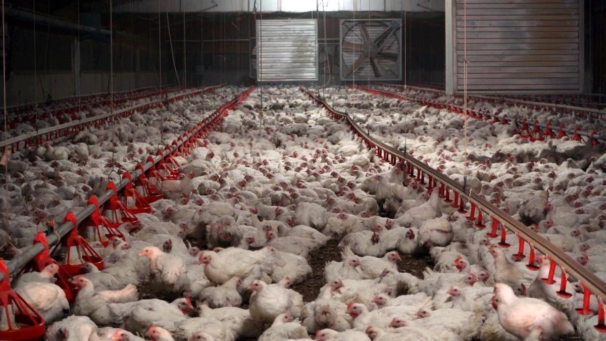 Las asociaciones ecológicas critican que la actualización de la directiva no contemple las emisiones de las explotaciones de ganado vacuno.