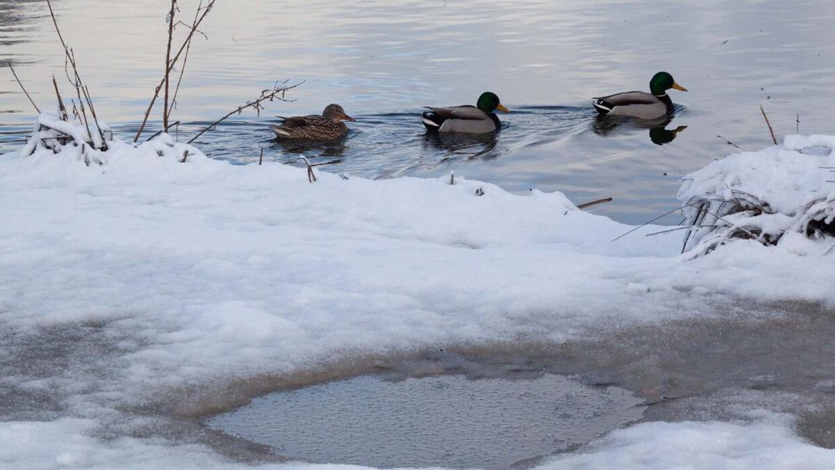 Patos en Vitoria-Gasteiz