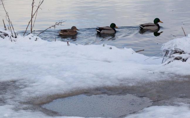 Patos en Vitoria-Gasteiz Patos en Vitoria-Gasteiz