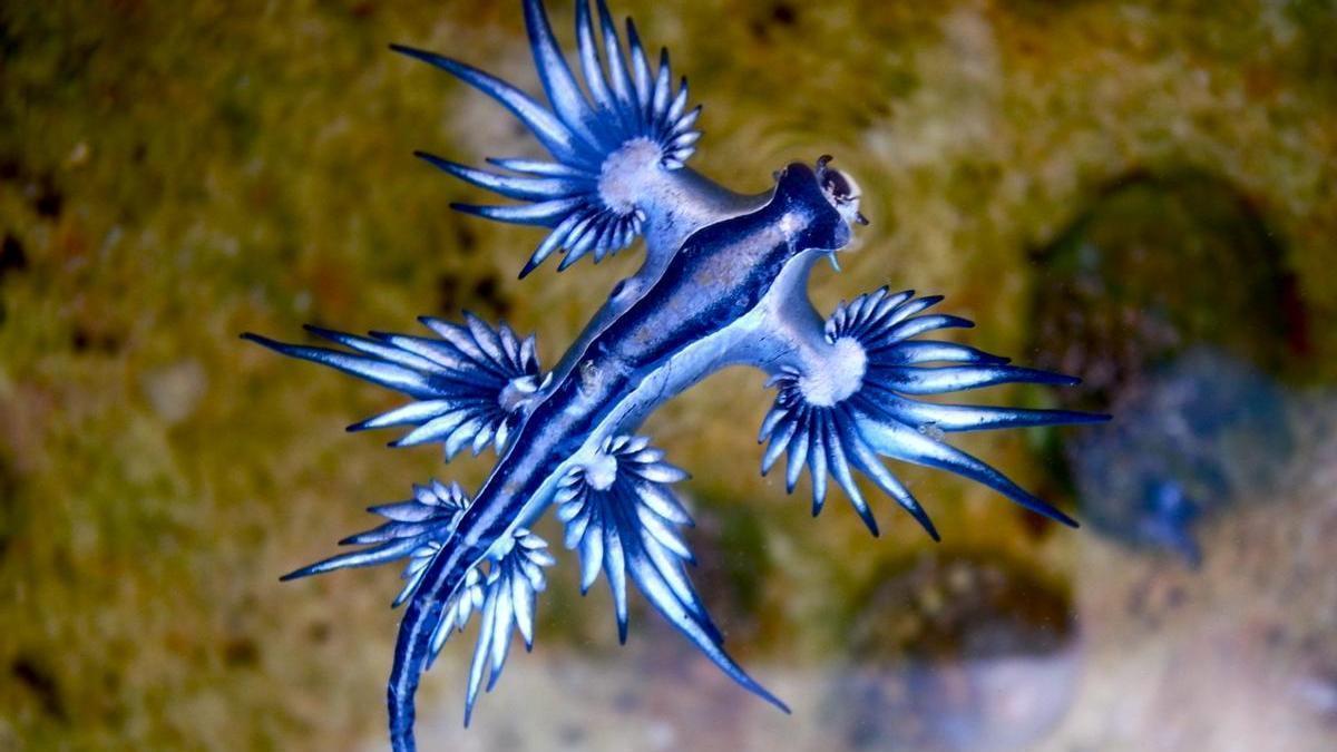 Un ejemplar de dragón azul.