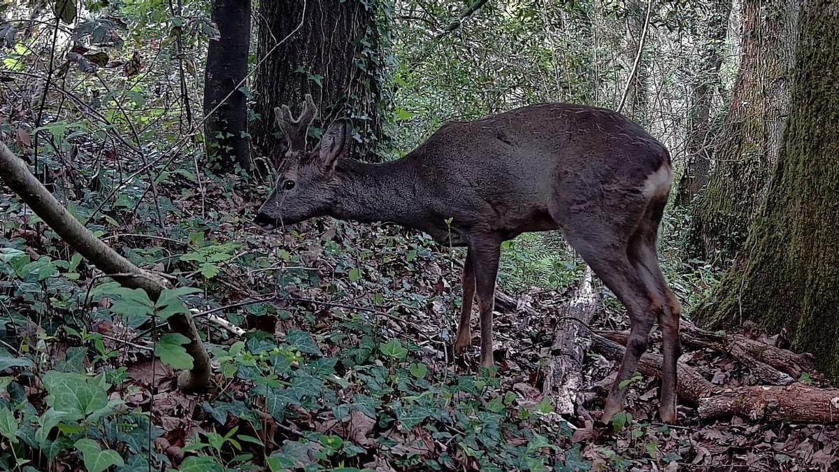 Animales hallados en las zonas verdes de Donostia