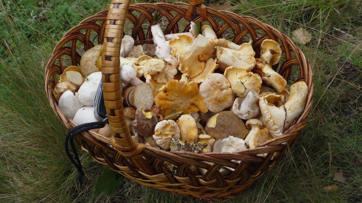 Cesta de setas de verano.