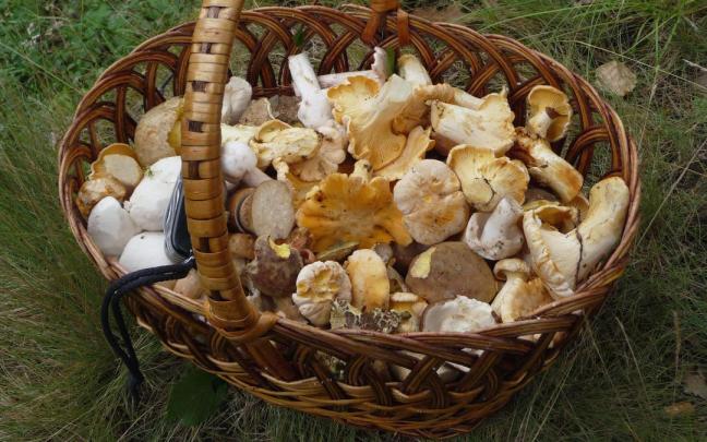 Cesta de setas de verano.