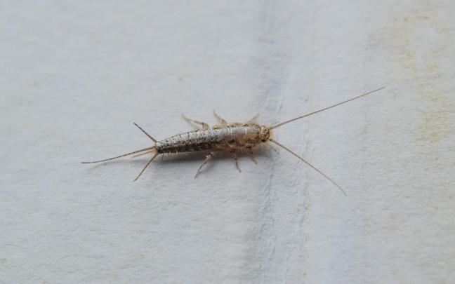 Un pececillo de plata sobre una pared pintada.