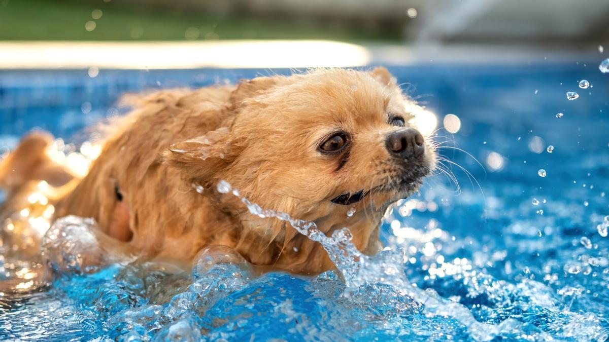 Un pequeño chihuahua chapotea en una piscina.
