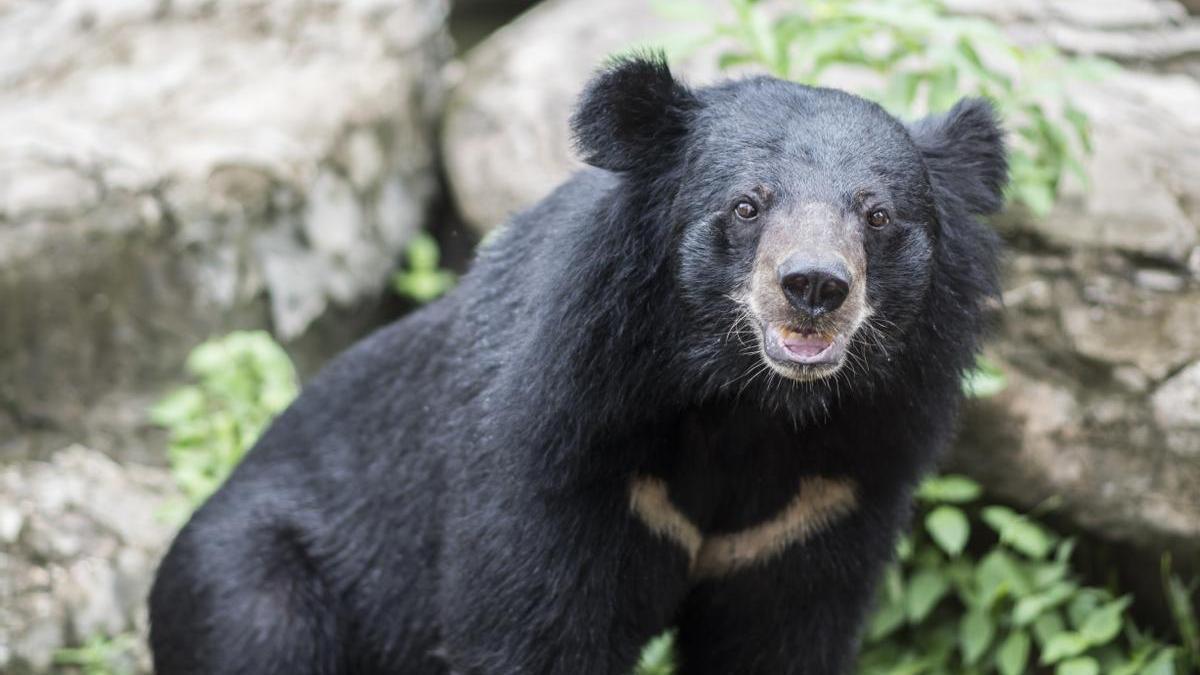 Un oso negro asiático, en una imagen de archivo.