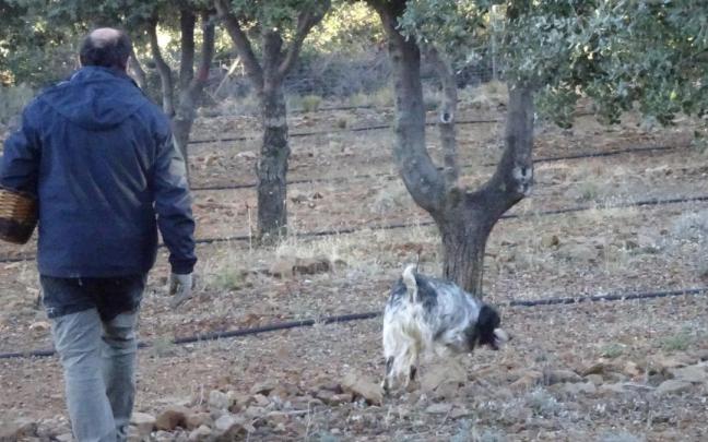 Asi se cazan y se cocina con trufas