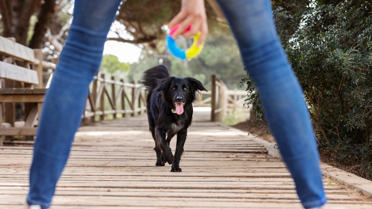 El juego ayuda a afianzar los lazos entre el perro y su humano.