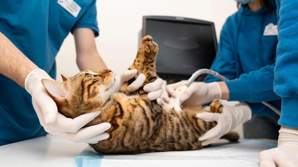 Un gato, durante una revisión abdominal en una clínica veterinaria.
