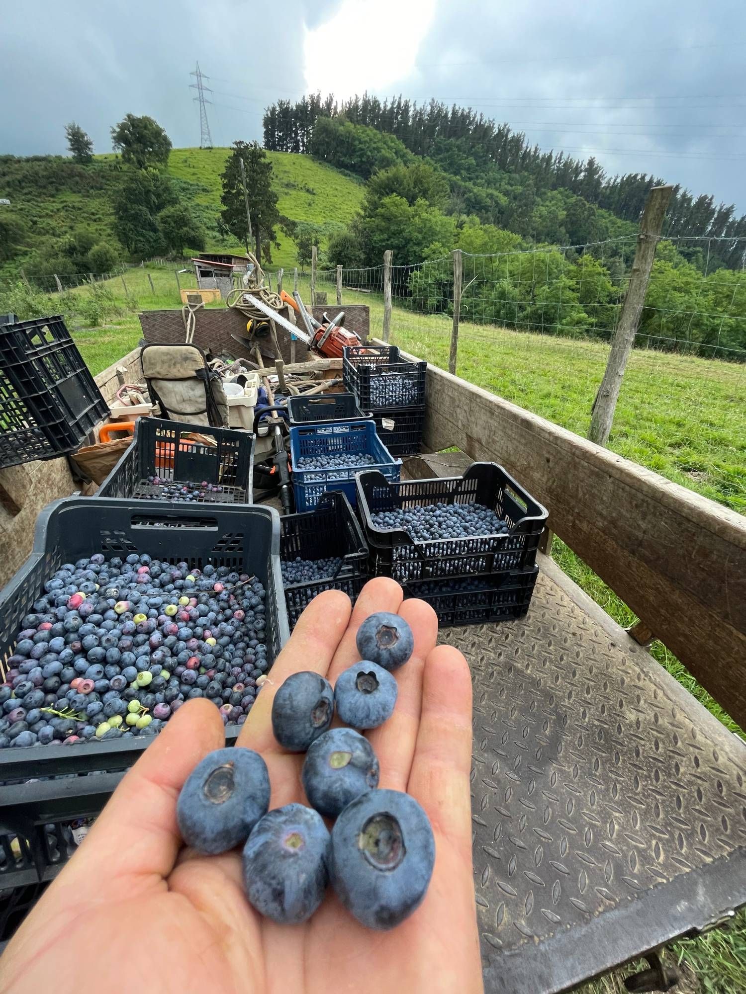 Arándanos recolectados en Paorra Baserria.