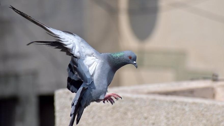 El Ayuntamiento de Tenerife multa a una mujer por dar de comer a las palomas