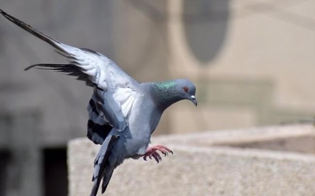 El Ayuntamiento de Tenerife multa a una mujer por dar de comer a las palomas