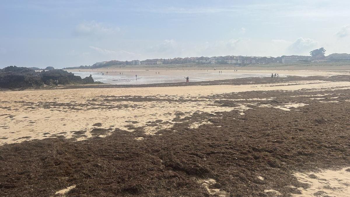 Un año más, las algas han invadido las playas de Noja.