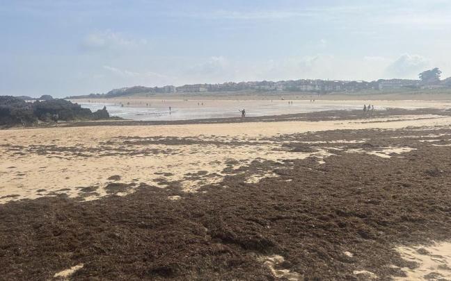Un año más, las algas han invadido las playas de Noja.