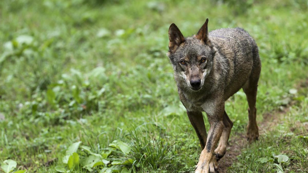 Un ejemplar de lobo ibérico.