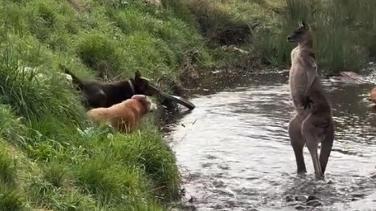 El canguro, mirando a los perros.